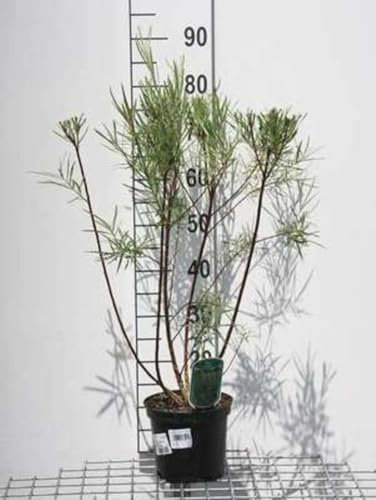 Salix el. 'Angustifolia' ('rosmarinifolia') - Saule À Feuilles De Romarin 50-60 cm en pot
