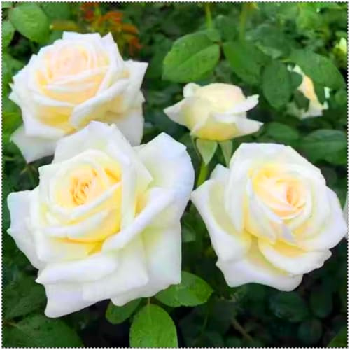 Winterharte Gartenrosen (Rosen) - Mehrjährige & Duftende Rosenpflanzen - Robust & Pflegeleicht - Für Beet, Kübel & Rabatten-2 stück-B