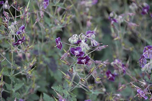 Geranium phaeum 'Samobor' 9x9 cm Topf – Winterhart, Mehrjährig, Pflegeleicht – Brauner Storchschnabel – Staude für Schattenbeet & Garten