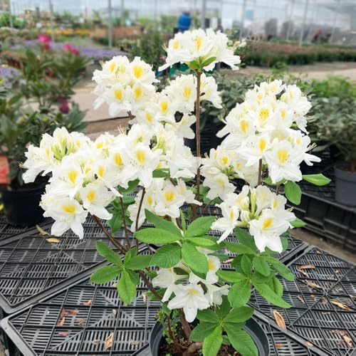 10 pezzi semi di rododendro - Le giardine resistenti decorazione giardino scalatrici sono resistenti perenne