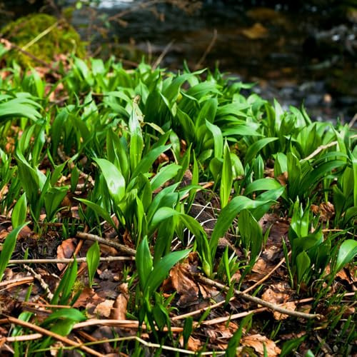 Semillas de ajo silvestre, semillas de ajo silvestre, Allium ursinum, semillas de balcón 200pcs