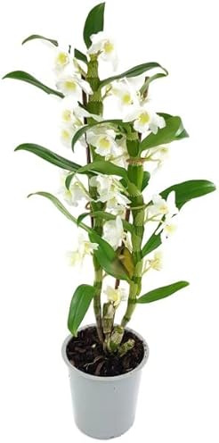 Orquídea Dendrobium Nobile Natural Planta de Interior de Flores Blancas y Llamativas