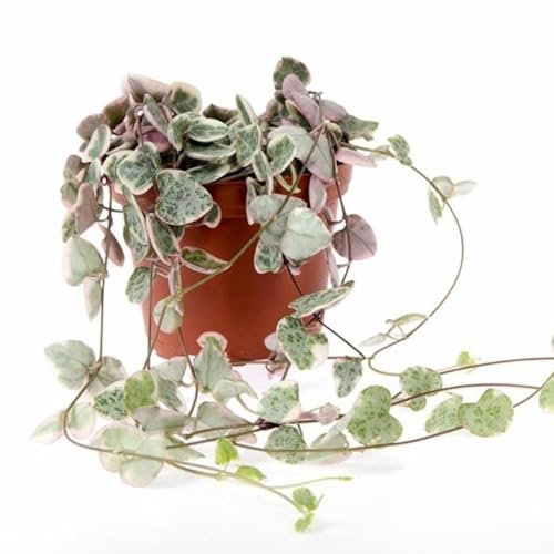 Ceropegia linearis subsp. woodii (String of Hearts) - 1X 8cm Pot + Black and Gold Medium Pot by Thompson and Morgan