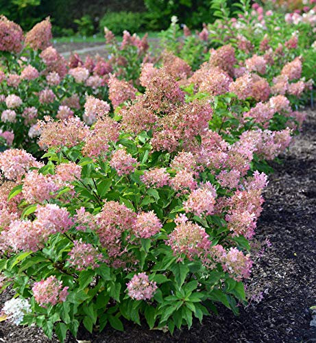 Hochstamm Rispenhortensie Early Sensation 100-125cm - Hydrangea paniculata - lebende Gartenpflanze aus den Baumschulen