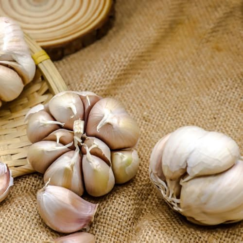 ajo plantar ajo orgánicas cubrir el suelo Semillas de hortalizas y medicinales balcón verdes del jardín de Cultivo 130semillas