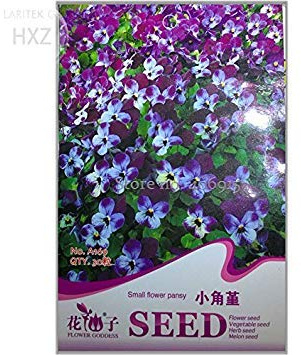 Graines de pensées vivaces à petites fleurs Original Age Seeds Graines de fleurs en pot de qualité Graines de fleurs ornementales