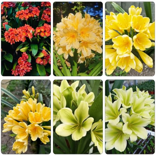 Clivia - semillas de jardín de jardín semillas silvestres decorativa balcón resistentes al aire libre 150pcs