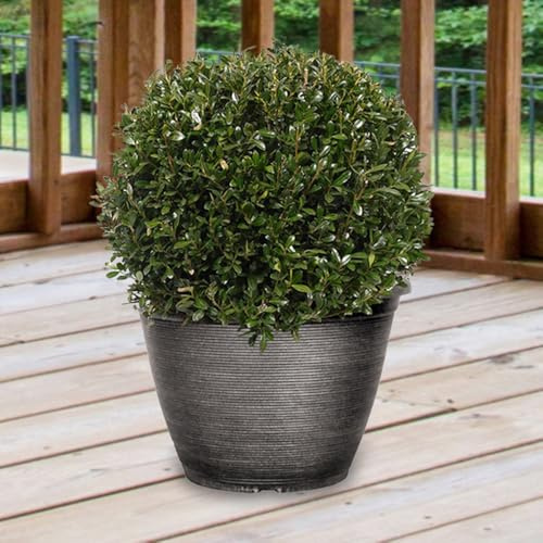 YouGarden Ilex crenata Japanese Holly Topiary Ball 25cm Diameter, 21cm Pot, Ready to Plant, Stylish Garden Feature
