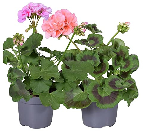 Geranio |Pack 2 Plantas | DECOALIVE | Flores de Colores