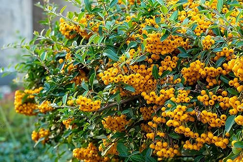 Piracanta Gialla Pyracantha coccinea Orange Glow Agazzino pianta da siepe sempreverde in vaso 2 litri h. 100/150 cm Vivaio di Castelletto
