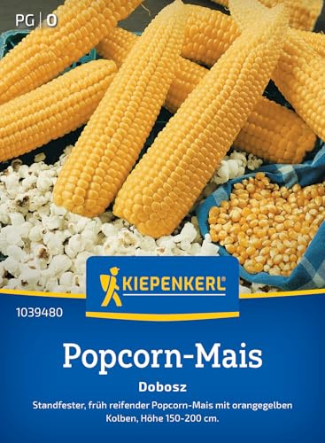 Kiepenkerl Popcorn-Maissamen Dobosz 1039480, Gemüsesaat | Für Popcorn selbst machen, standfest
