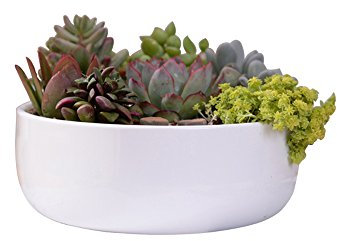 Ganeep 1 Set Minimalista de cerámica Blanca suculentas macetas de Porcelana Profunda Redondeada Olla de Escritorio decoración del hogar (1 Pot)