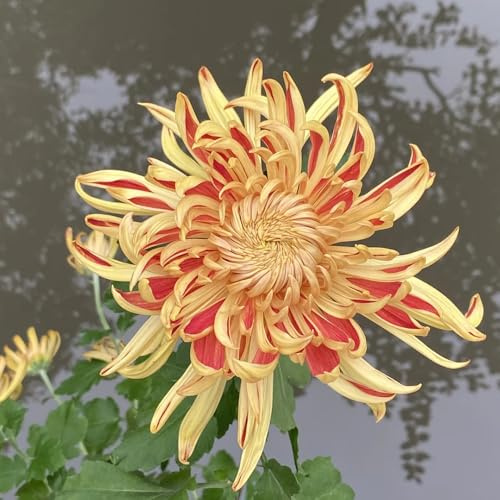 semi di crisantemo resistenti - tappezzanti, giardino resistenti biologici da appartamento primaverili 600pcs