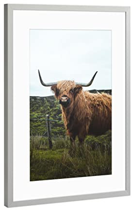 artboxONE Poster mit Rahmen Silber 30x20 cm Highland Cattle in Scotland von Lukas Saalfrank - gerahmtes Poster