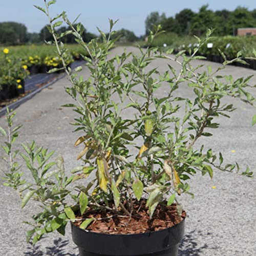 Goji Berry 'Big Lifeberry' Plant Lycium barbarum halimifolium Hardy Shrub Purple-Pink Blooms Low-Maintenance Easy to Grow Fruit 1 x 3.6 Litre Potted Plants by Thompson and Morgan