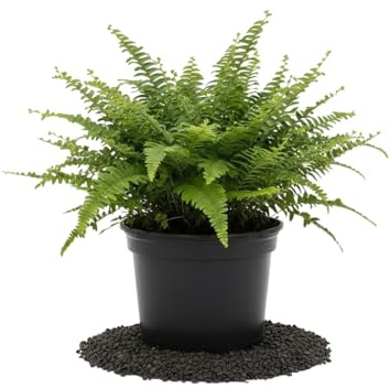 Helecho Espada Natural DECOALIVE - Nephrolepis Exaltata Presentación Ø 12 cm Planta de Interior para Espacios Luminosos