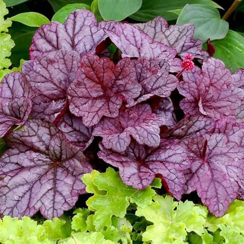 Perfect Plants Heuchera Sugar Plum Plant in 17cm Pot – Fabulous Foliage in Plum and Silver Tones, Hardy Perennial for Garden Borders
