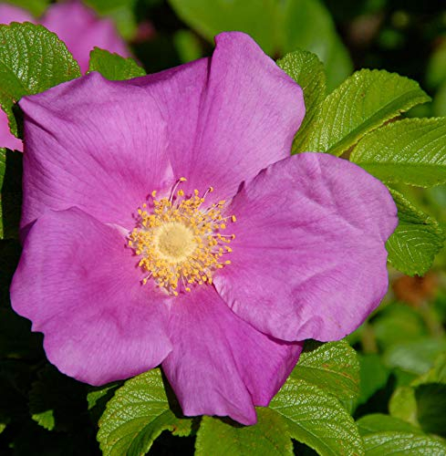 Apfelrose 40-60cm - Rosa rugosa - lebende Gartenpflanze aus den Baumschulen
