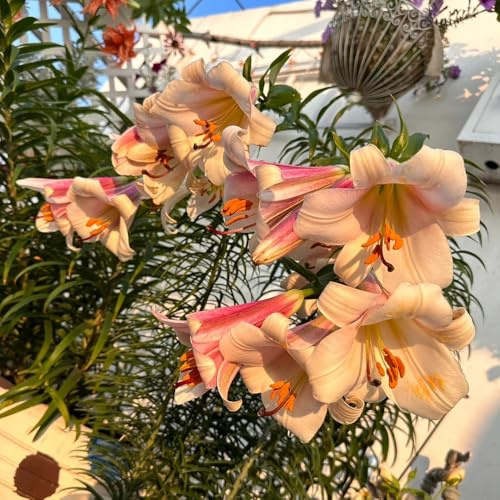 5bulbos de lirios, lilium brownii, balcón, decoración de jardín para exterior, lirio de acónito de invierno, para balcón, macetero