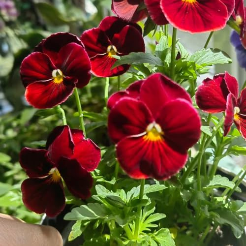 semi di viola del pensiero, serre da balcone decorative rampicante rara in vaso da appartamento esotiche Vecchie varietà resistenti Giardino 450pcs