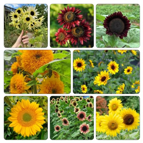 sonnenblumen sonnenblumensamen sonnenblume - pflanztöpfe frühlingsblumen blumenwiesensaat schnittblumen winterharte stauden für pralle sonne zimmerpflanze kräuterpflanzen 20samen