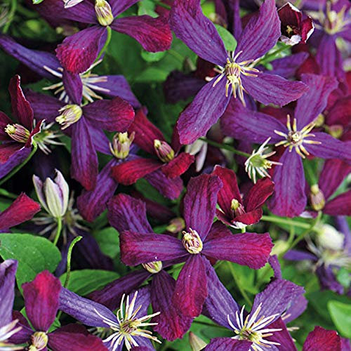 Clematis 'Sweet Summer Love' 9cm Potted Plant by Thompson and Moragn (2)