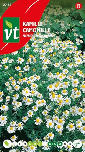 Camomille - Décorative donnant des jolies fleurs semblables à de petites marguerites