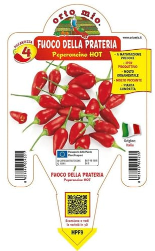 Vivai le Georgiche - Pianta vera di Peperoncino piccante Fuoco della prateria - vaso Ø 14 cm