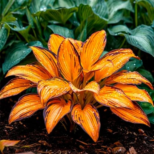 Hosta 'Moonlight Butterfly' - Facile Da Mantenere Bellissimo Giardino hosta rari Crescita Rapida-4bulbi-h