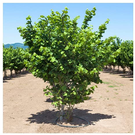 Nocciolo Corylus avellana Tonda di Giffoni pianta di 2/3 anni in vaso ø 24 cm h. 100/150 cm Vivaio di Castelletto