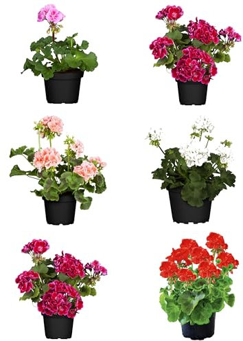 Pack de 6 Geranios Naturales Flores de Exterior Perfectas para Jardines y Terrazas