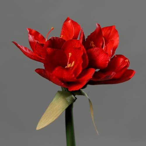 Seidenblumen Roß Amaryllis Real Touch 36cm DP Kunstblumen künstliche Blumen Pflanzen (Rot)