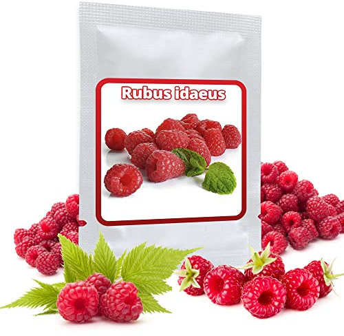Raspberry Seeds 50 Pcs - Rubus Idaeus - Organic Seeds Garden