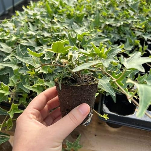 Hedera Helix Silver Trailing Ivy | 3 x 6cm Garden Ready Biodegradable Potted Plants