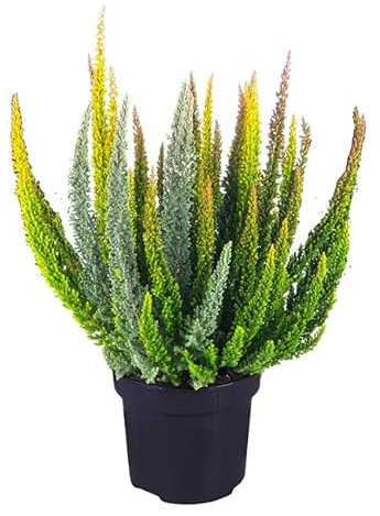 Calluna Mix Planta de Exterior Arbustiva y Resistente - Colores Variables