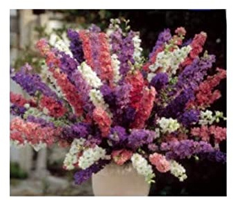 Stk - 270x Rittersporn Imperial Mix doppelblumig Delphinium Pflanzen Samen K164 - Seeds & Plants Shop by Ipsa
