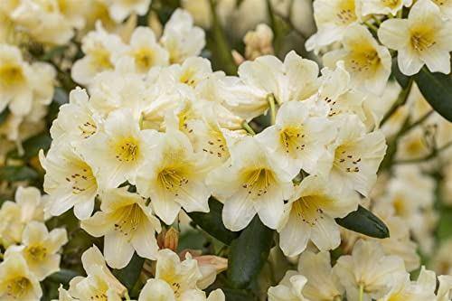 Rhododendron yak. 'Millenium Gold' 40-50 cm - Rhododendron, goldgelbe Blüten, Blütezeit Mai-Juni, ideal für Halbschatten, immergrün, winterhart