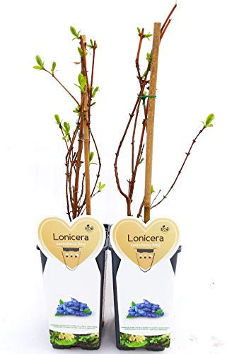 POWERS TO FLOWERS - LONICERA KAMTSCHATICA, MIRTILLO SIBERIANO, 2 PIANTE, piante vere