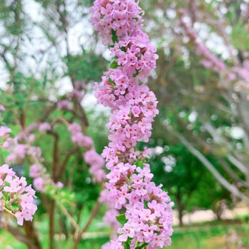 Semi di arbusto farfalle, Buddleja davidii, semi farfalle per luoghi soleggiati rare estivi decorazione da giardino per esterni arbusti ti resistenti 400pcs