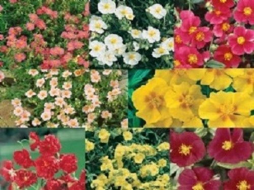 50+ Helianthemum Rock Rose Mix/Evregreen Bodendecker/mehrjährige Blumensamen