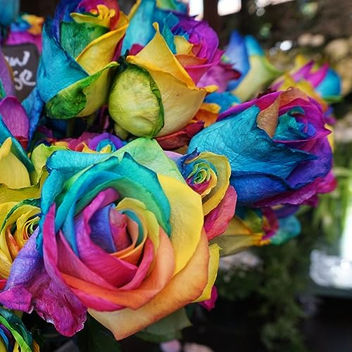 balkonblumen Rosenzwiebel Rosenrhizom 5zwiebeln Einfach zu Pflegen