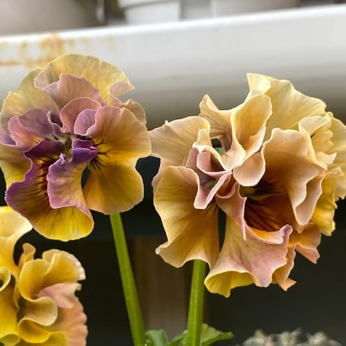 pensamiento semillas de exóticas jardín de interior primavera en Cobertura perenne resistente perennes resistentes arbusto 25pcs