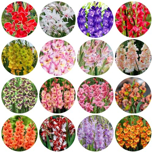 bulbi resistenti alla gladiola - primaverili decorazione del balcone, 20pcs