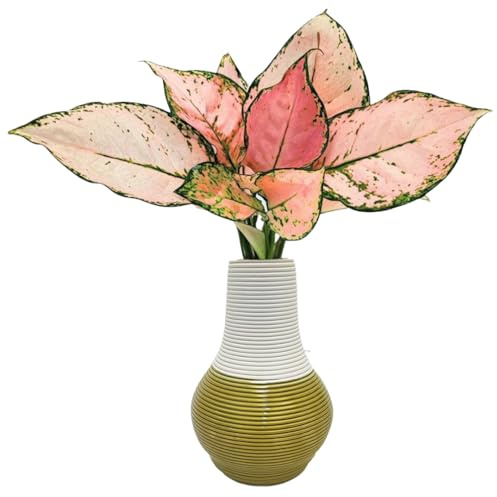 I GIARDINI DI GIULIA - Aglaonema Lucky Red in Idrocultura con Vaso Artigianale in Argilla Ø10,5 cm | Pianta Vera da Interno con Foglie Rosa e Verdi | Senza Terriccio – Compatta e Facile (Verde acido)