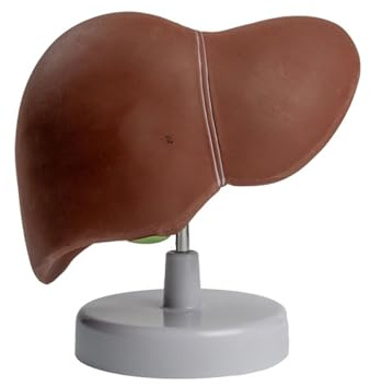 Modelo De Anatomía Del Hígado Humano Para Estudio Enfermedades La Anatomía Del Hígado Tamaño Natural Muestra Detalle Los Lóbulos Los Ligamentos La Vesícula Biliar Páncreas