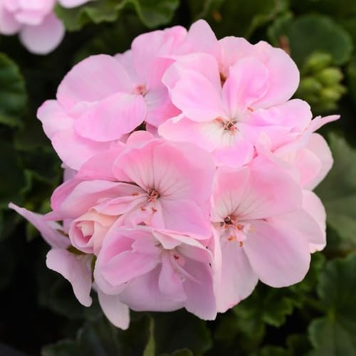 100 piezas de semillas de geranio rosa claro