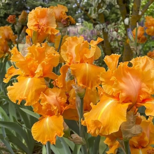 Bulbos de iris - resistentes exótico resistentes en macetas al aire libre de jardín cobertura del suelo iris, primavera invernaderos balcón decoraciones 5pcs