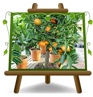 Cítricos Clementine Citrus Clementina - Planta de fruta en maceta de 26 cm - Árbol máx. 140 cm