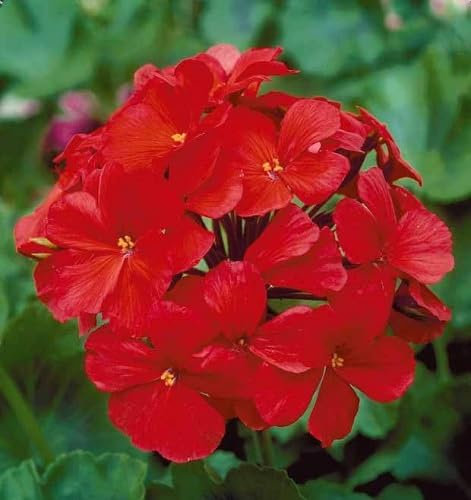 Nouveau frais 100pcs graines de fleurs de géranium