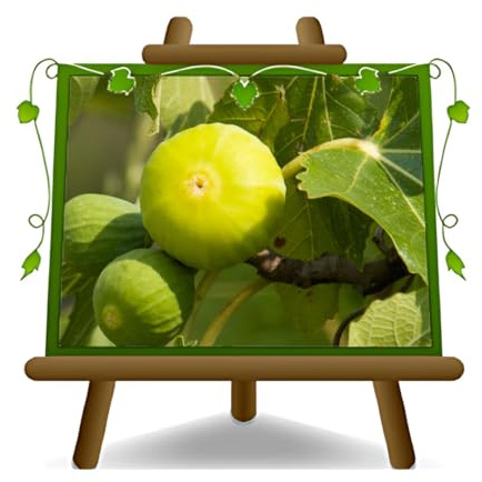 EURO PLANTS VIVAI Fico Panino Pianta da Frutto su Vaso ø 26 cm - Altezza 180~200 cm - Età 4 Anni